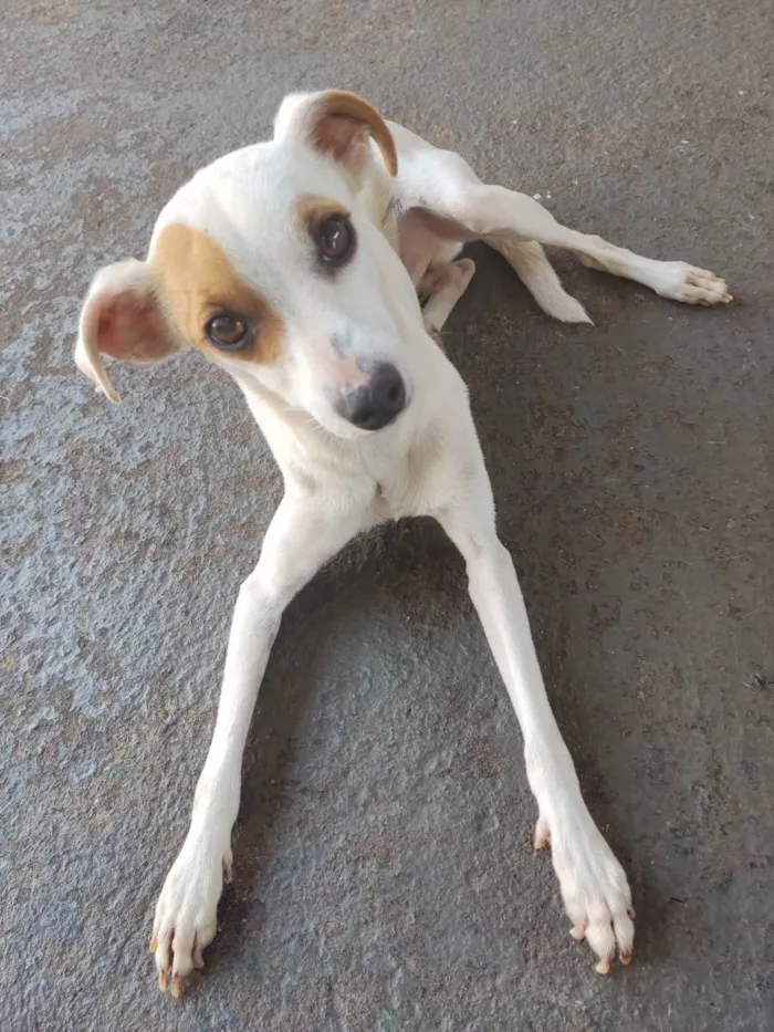 Cachorro ra a Sem raça definida  idade 2 anos nome Maik 