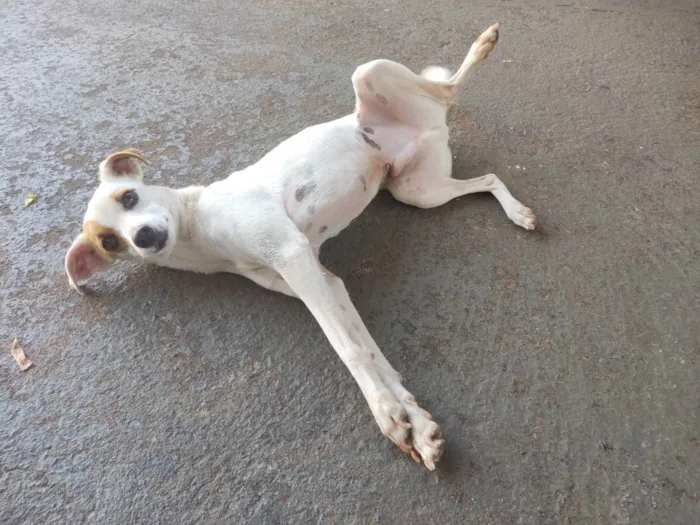 Cachorro ra a Sem raça definida  idade 2 anos nome Maik 