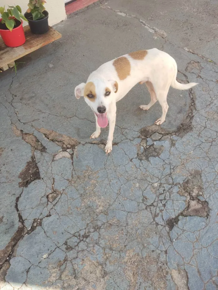 Cachorro ra a Sem raça definida  idade 2 anos nome Maik 