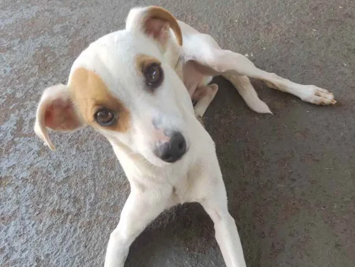 Cachorro ra a Sem raça definida  idade 2 anos nome Maik 