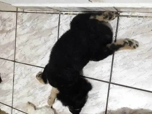 Cachorro ra a Nao confirmada idade 7 a 11 meses nome Maios