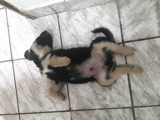 Cachorro ra a Nao confirmada idade 7 a 11 meses nome Maios