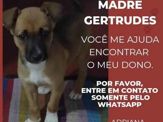 Cachorro raça SRD idade 2 a 6 meses nome Ervilha 