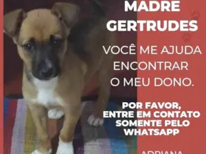 Cachorro raça SRD idade 2 a 6 meses nome Ervilha 