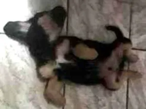 Cachorro raça Nao confirmada idade 7 a 11 meses nome Maios