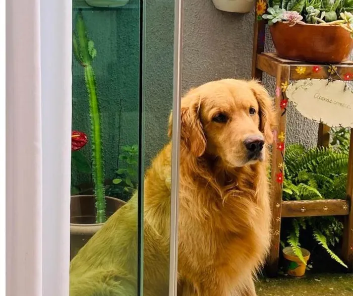 Cachorro raça Golden Retriever idade 5 anos nome Zeus