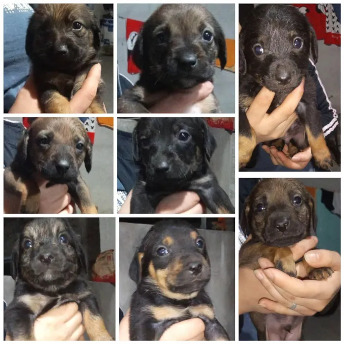 Cachorro ra a Vira lata idade Abaixo de 2 meses nome Sem nome definido 
