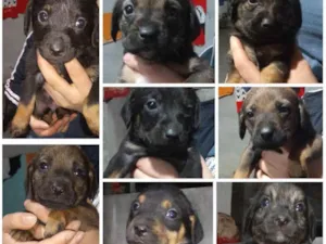 Cachorro raça Vira lata idade Abaixo de 2 meses nome Sem nome definido 