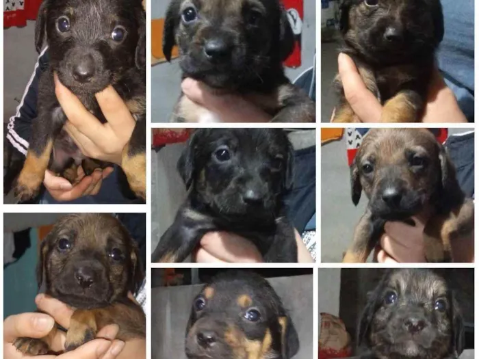 Cachorro ra a Vira lata idade Abaixo de 2 meses nome Sem nome definido 