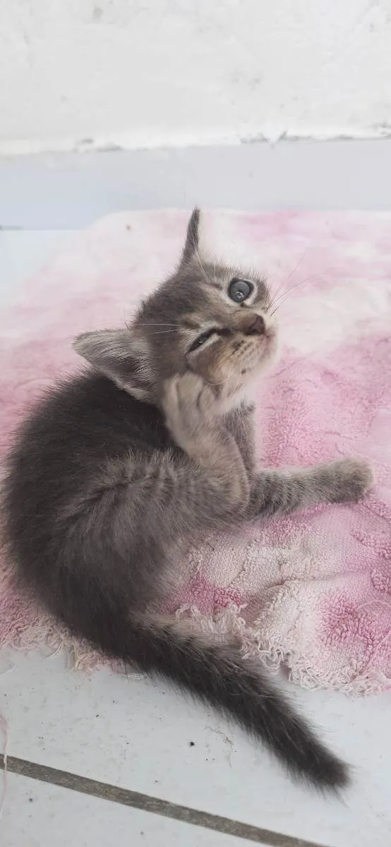 Gato raça  idade 2 a 6 meses nome Sem nome