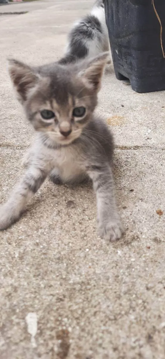 Gato raça  idade 2 a 6 meses nome Sem nome