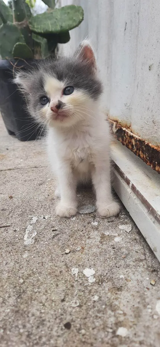 Gato raça  idade 2 a 6 meses nome Sem nome