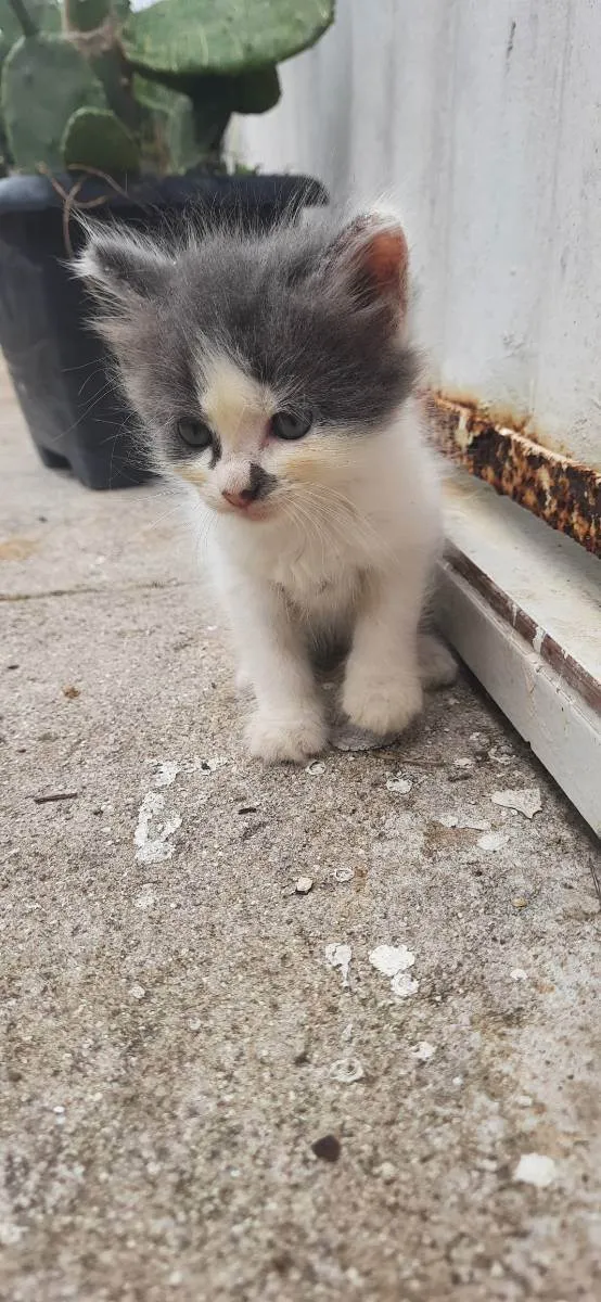 Gato raça  idade 2 a 6 meses nome Sem nome
