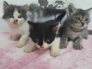 Gato raça  idade 2 a 6 meses nome Sem nome