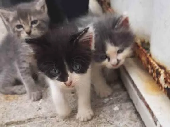 Gato raça  idade 2 a 6 meses nome Sem nome
