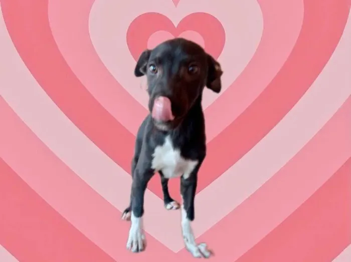 Cachorro raça Srd idade 2 a 6 meses nome Léo bb5meses lindo