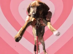 Cachorro raça Srd idade 2 a 6 meses nome Nina bb3meses 