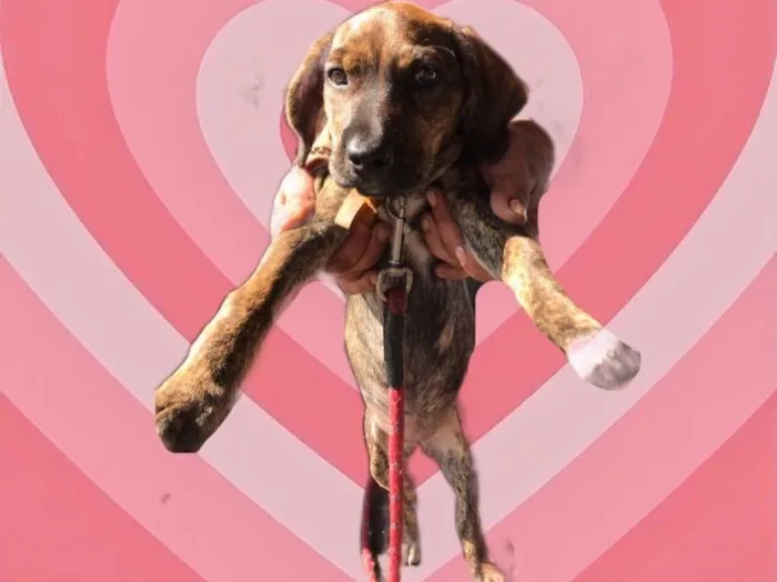 Cachorro raça Srd idade 2 a 6 meses nome Nina bb3meses 