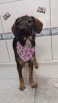 Catarina