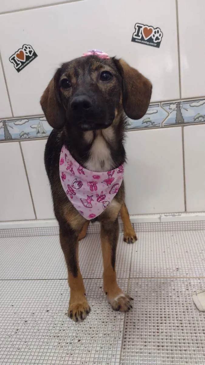 Cachorro ra a Vira lata idade 2 anos nome Catarina