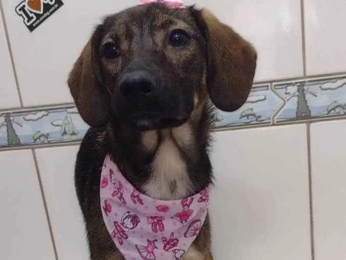 Cachorro ra a Vira lata idade 2 anos nome Catarina