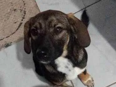 Cachorro ra a Vira lata idade 2 anos nome Catarina
