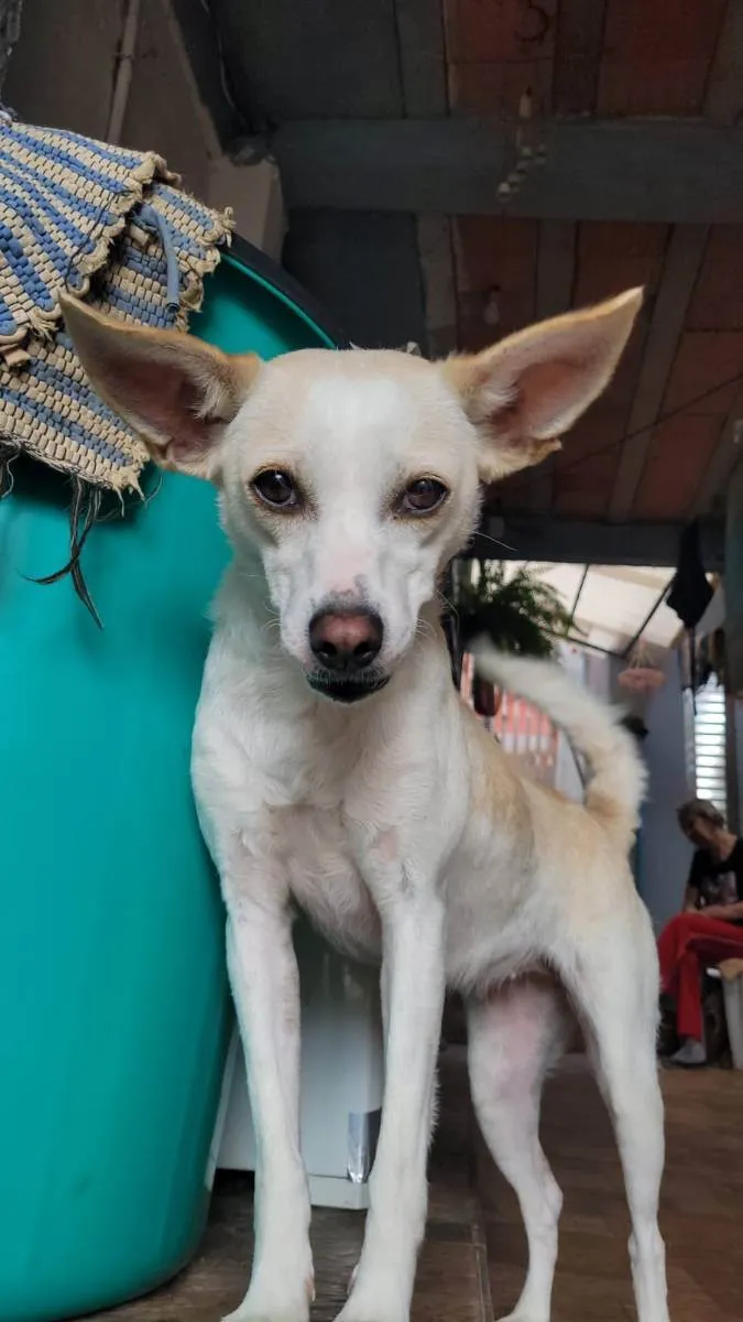 Cachorro ra a SRD idade 1 ano nome Vitória