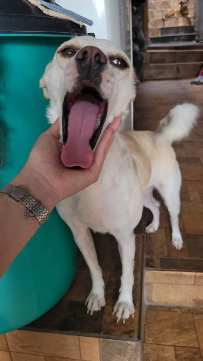 Cachorro ra a SRD idade 1 ano nome Vitória