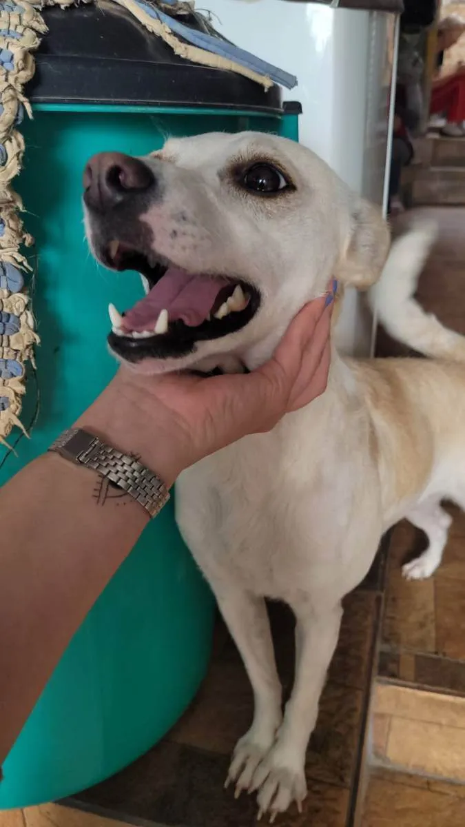 Cachorro ra a SRD idade 1 ano nome Vitória