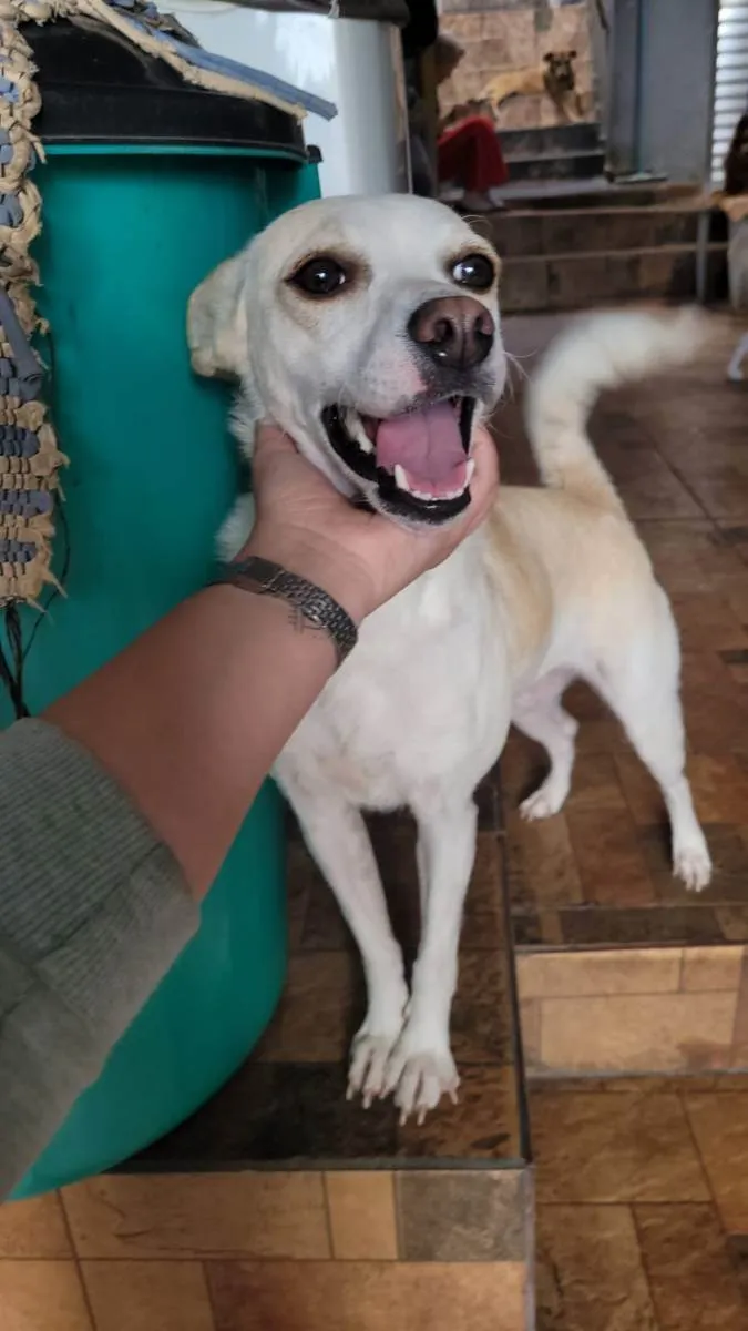 Cachorro ra a SRD idade 1 ano nome Vitória