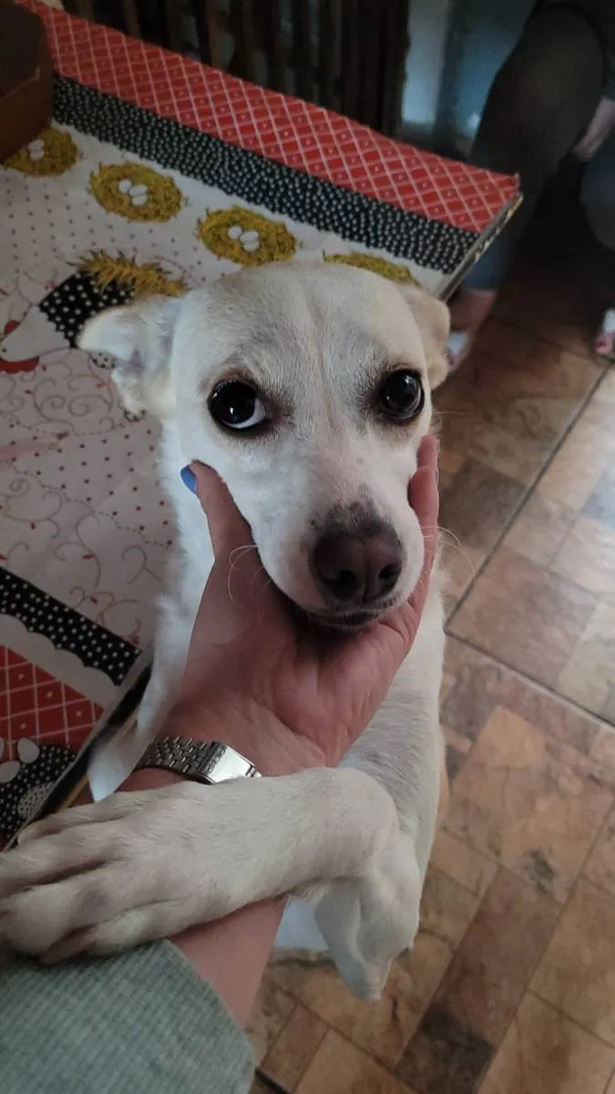 Cachorro ra a SRD idade 1 ano nome Vitória