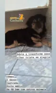 Pretinha