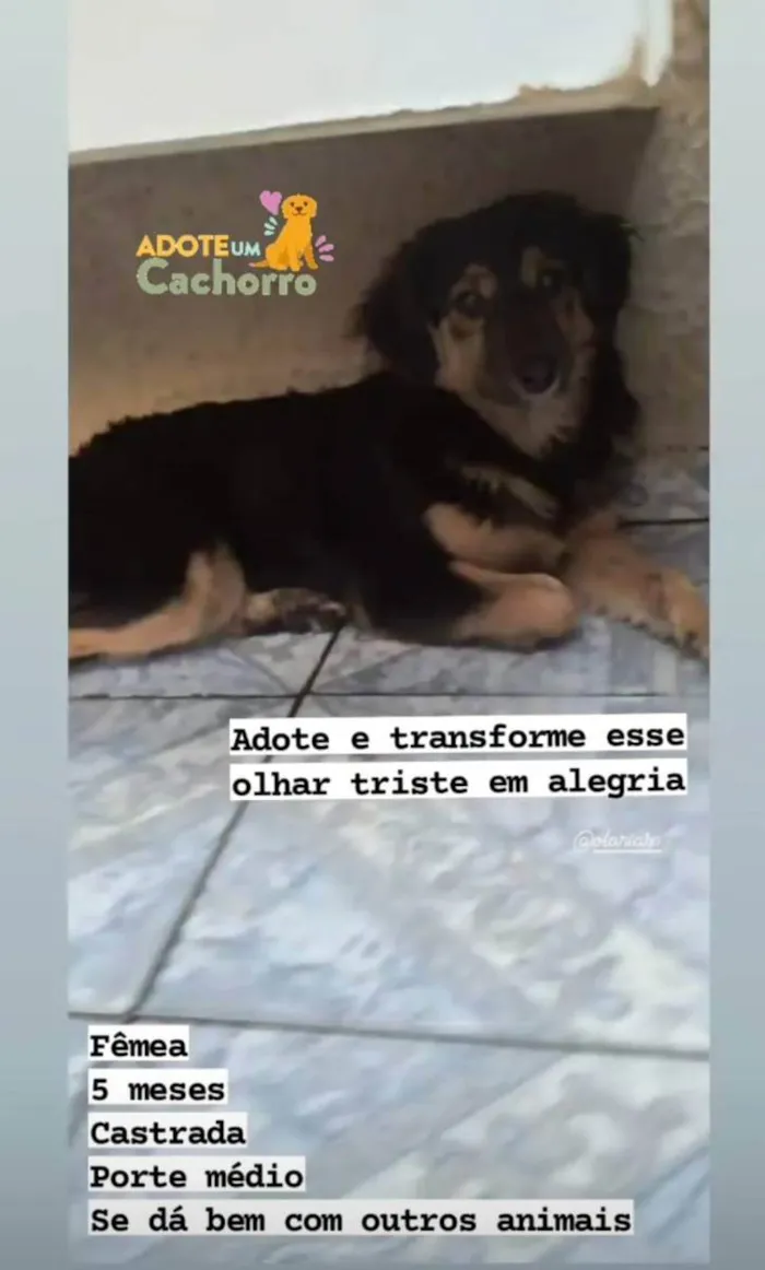 Cachorro ra a SRD idade 2 a 6 meses nome Pretinha