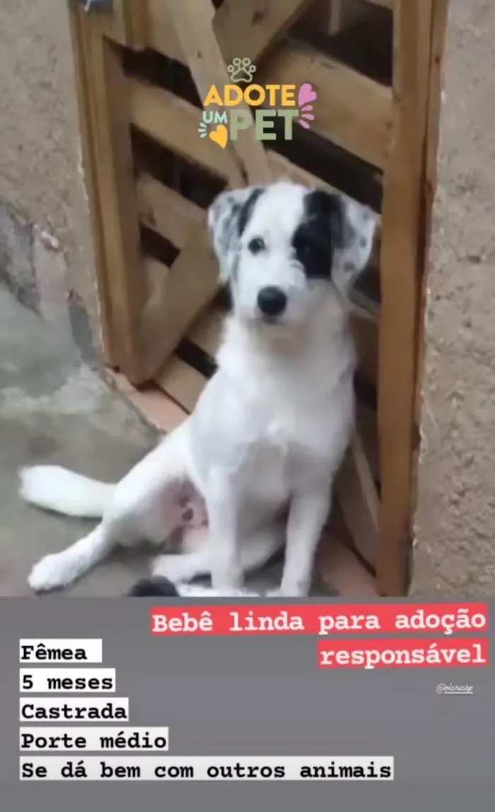 Cachorro ra a srd idade 2 a 6 meses nome Branquinha