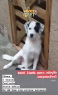 Branquinha