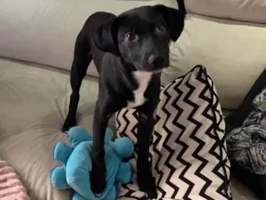 Cachorro raça Srd idade 7 a 11 meses nome Tóquio 