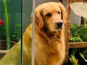 Cachorro raça Golden Retriever idade 5 anos nome Zeus