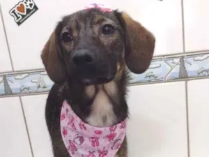 Cachorro raça Vira lata idade 2 anos nome Catarina