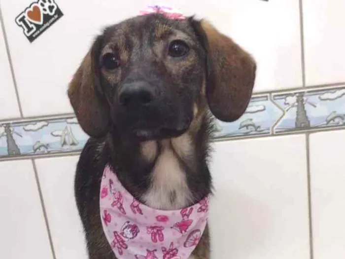 Cachorro ra a Vira lata idade 2 anos nome Catarina