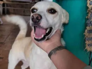 Cachorro raça SRD idade 1 ano nome Vitória