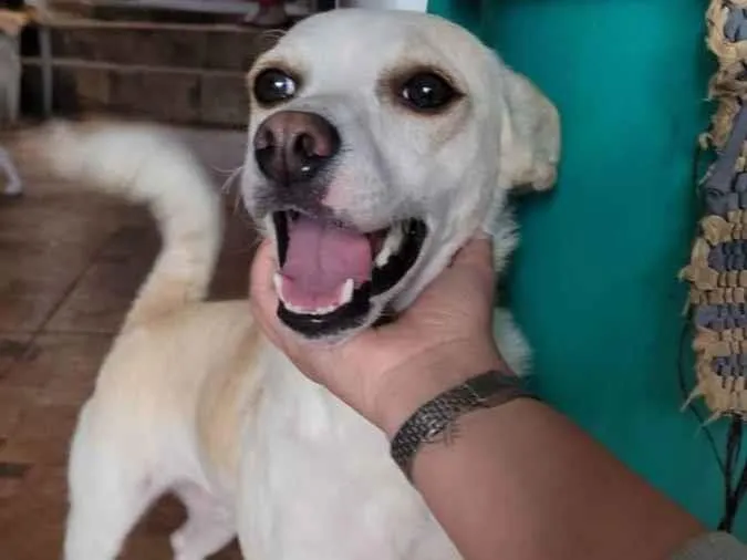 Cachorro ra a SRD idade 1 ano nome Vitória