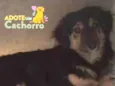 Pretinha