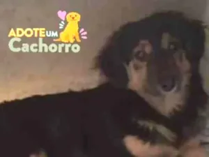 Cachorro raça SRD idade 2 a 6 meses nome Pretinha