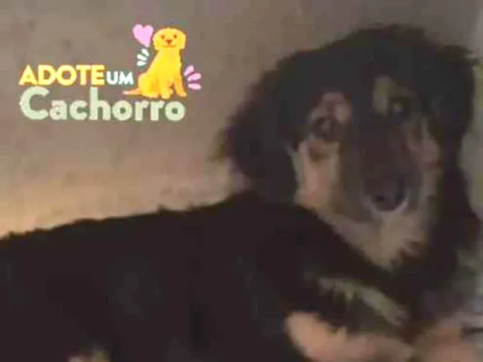 Cachorro ra a SRD idade 2 a 6 meses nome Pretinha