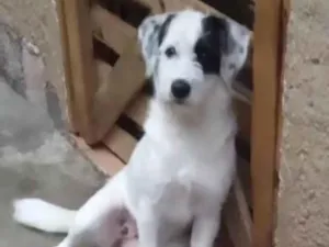 Cachorro raça srd idade 2 a 6 meses nome Branquinha