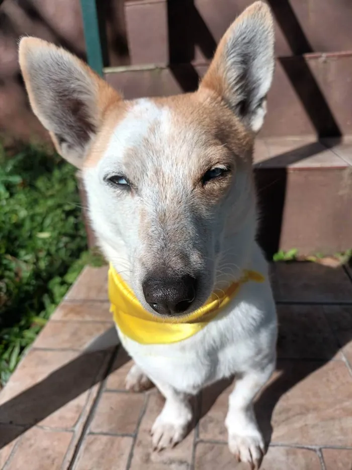 Cachorro ra a  idade 4 anos nome Mimosa