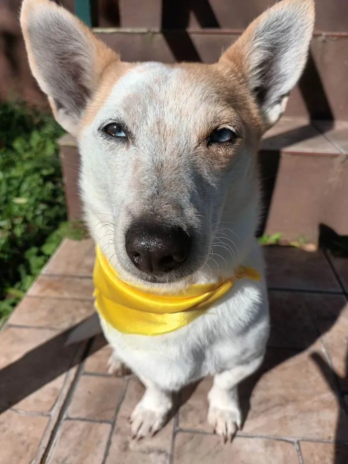 Cachorro ra a  idade 4 anos nome Mimosa
