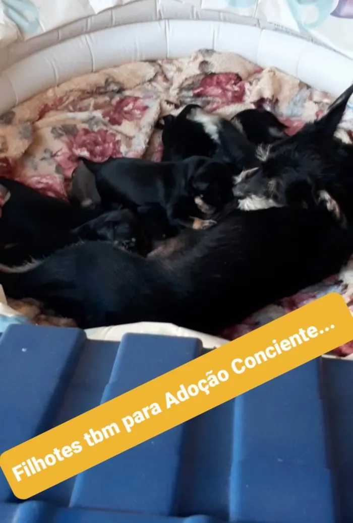 Cachorro ra a Mista idade 2 anos nome Móira