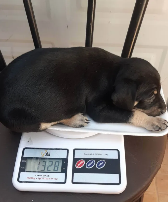 Cachorro ra a Mista idade 2 anos nome Móira