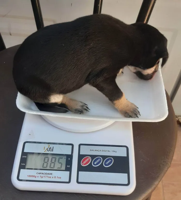 Cachorro ra a Mista idade 2 anos nome Móira